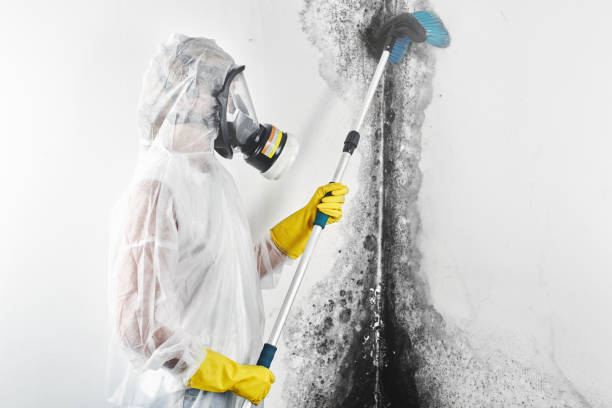 Best Mold-Related Health Consultation  in Stevenson, WA