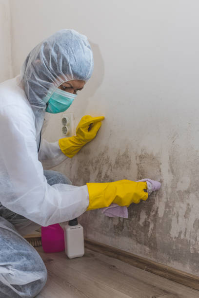 Best Residential Mold Inspection & Testing  in Stevenson, WA