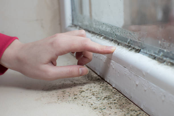 Forensic Mold Investigation in Stevenson, WA